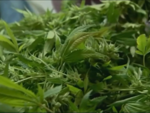 A Houston State University Survey Found Majority Texans Support Marijuana Legalization!