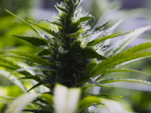 Untagged Marijuana in Garbage Bags Revoked Michigan Marijuana Processor's License!