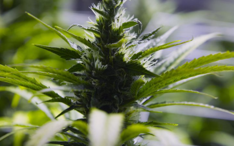 Untagged Marijuana in Garbage Bags Revoked Michigan Marijuana Processor's License!