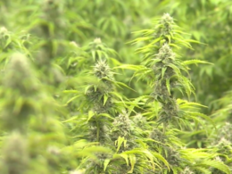 Why Medical Marijuana Activists Argue Missourians Should Still Acquire a Card!