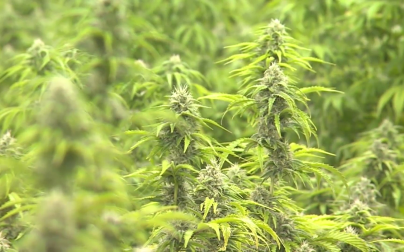 Why Medical Marijuana Activists Argue Missourians Should Still Acquire a Card!