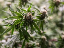 Licenses For Medical Marijuana in Florida Are Being Processed!