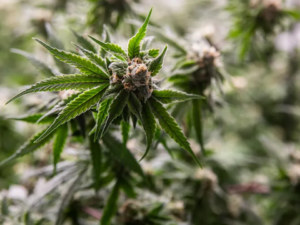 Licenses For Medical Marijuana in Florida Are Being Processed!