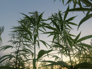 Federal Judge Release Person Who Served 14 Years Over California Legal Marijuana Store Due To Changing Policy Landscape!