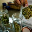 New York's Marijuana Sales Chances Of Success Are up In The Smoke!