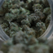 The State Is Making Efforts Toward Approving Marijuana Licenses!