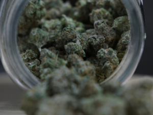 The State Is Making Efforts Toward Approving Marijuana Licenses!