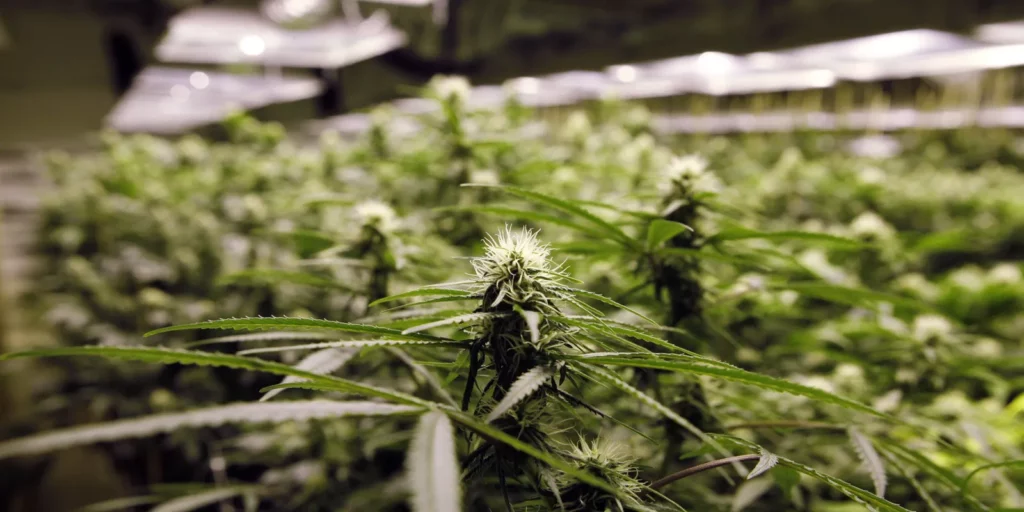 Untagged Marijuana in Garbage Bags Revoked Michigan Marijuana Processor's License!