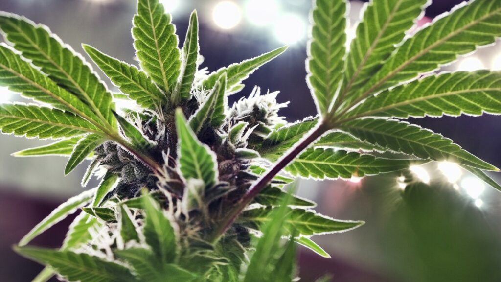 Let Voters Decide Whether To Legalize Marijuana For Recreational Use!