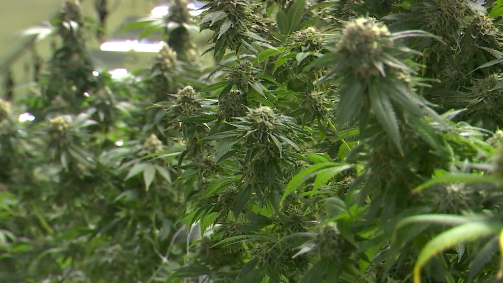 Why Medical Marijuana Activists Argue Missourians Should Still Acquire a Card!