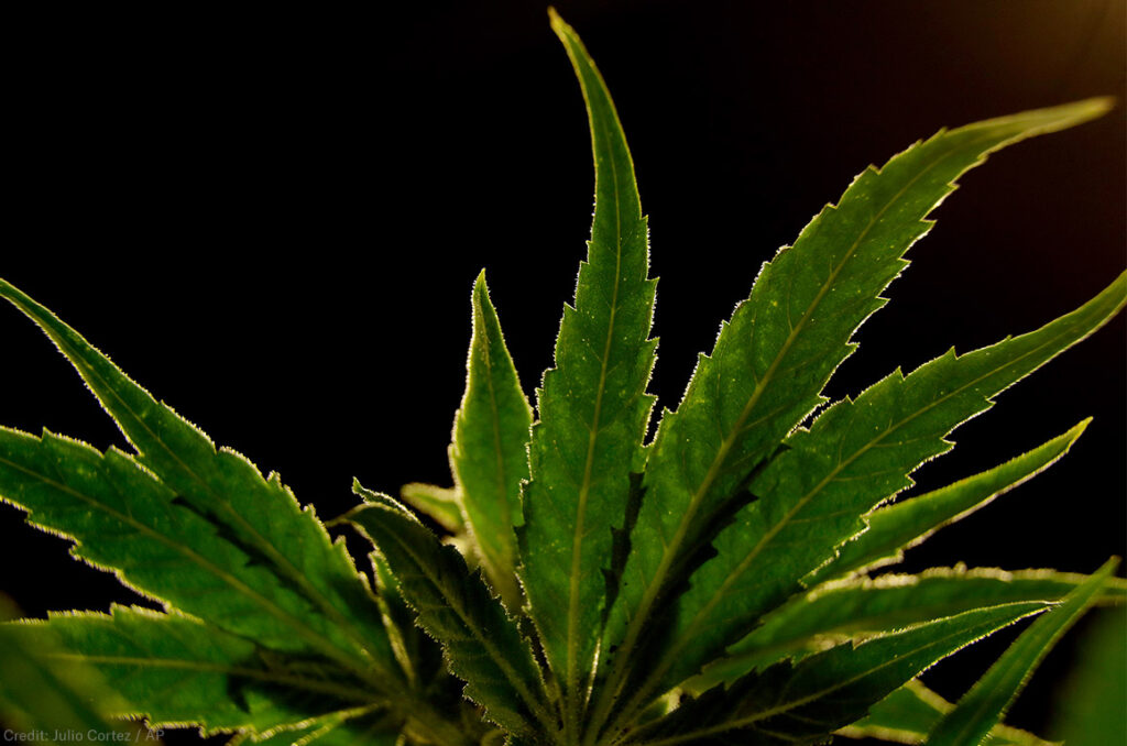 White House Promotes Biden's Marijuana Pardons Before The State Of The Union Speech!