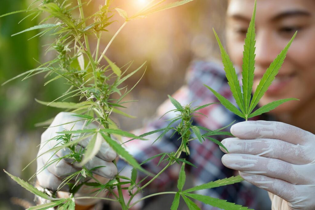 Leafly's Tech Innovations In The Marijuana Industry Lead To 10% Annual Revenue Growth