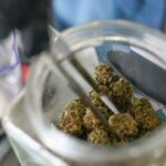 Medical Marijuana Suppliers Sue By New York Cannabis Authorities!