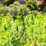 Virginia Lawmakers Consider Amending Hemp Restriction Marijuana Bill To Protect Patient Access To CBD Products!