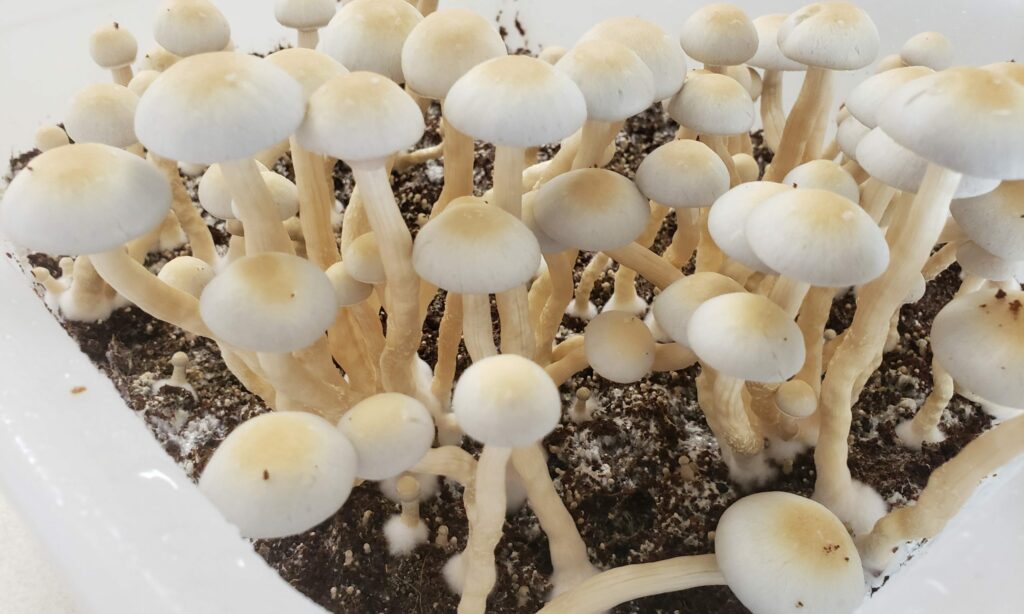 Nevada Senators Discuss Psilocybin Legalization Bill In Committee, Including Amendment To Increase Possession Limit!