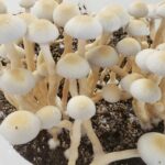 South Dakota Governor Vetoes Bill To Increase Hemp THC Limits During Processing!