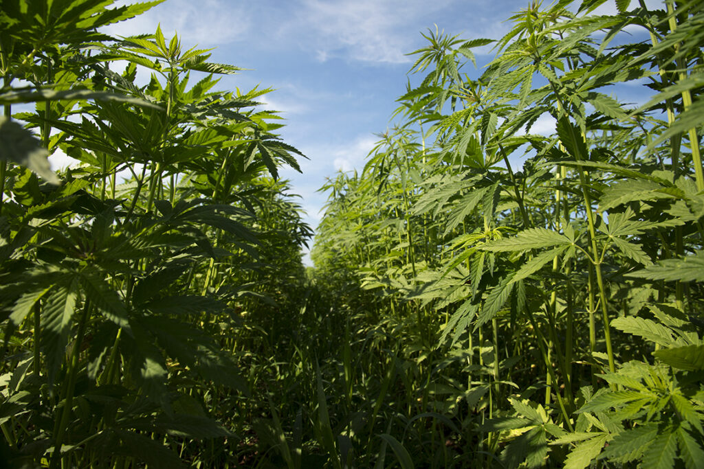 South Dakota Governor Vetoes Bill To Increase Hemp THC Limits During Processing!