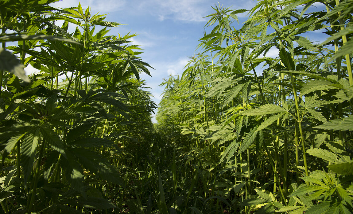 South Dakota Governor Vetoes Bill To Increase Hemp THC Limits During Processing!