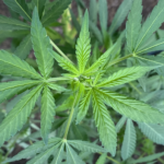 D.C. Medical Marijuana Expansion Bill Eliminating Licensing Caps Becomes Law Following Congressional Review!