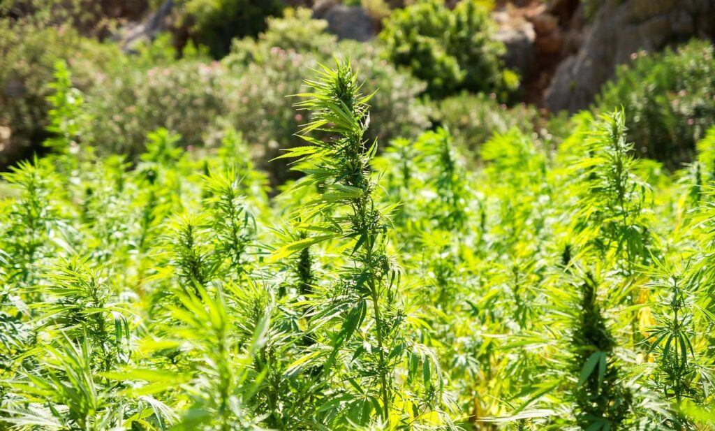 Senators From Both Parties Have Put Together A Marijuana Bill To Make It Easier For Industrial Hemp Farmers!