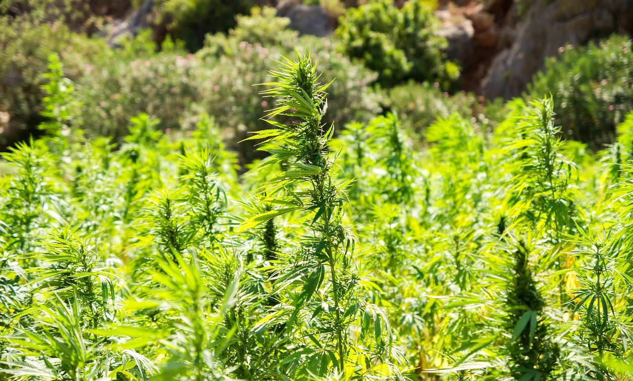 Senators From Both Parties Have Put Together A Marijuana Bill To Make It Easier For Industrial Hemp Farmers!