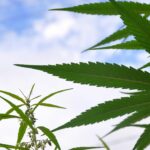 Delaware Governor Dodges Question About Vetoing Marijuana Legalization Bills!