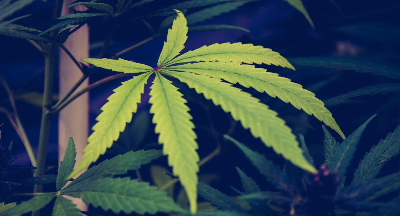 Delaware Governor Dodges Question About Vetoing Marijuana Legalization Bills!