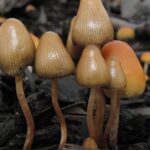 Hawaii Health Department Says Legalizing Psychedelics Is A ‘More Meaningful’ Step Than Creating A Study Group!