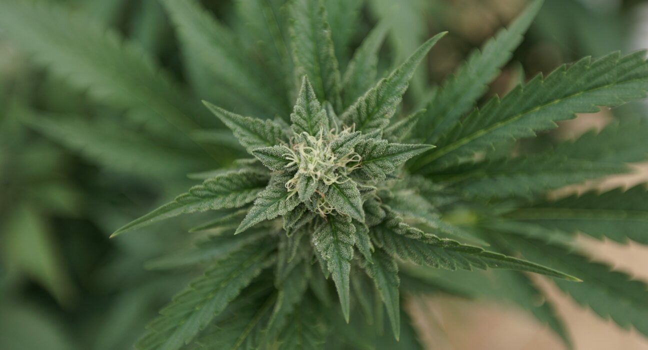 Bill Punishing Illegal Pesticides Will Protect Medical Marijuana Patients, Congressman Says At Hearing!