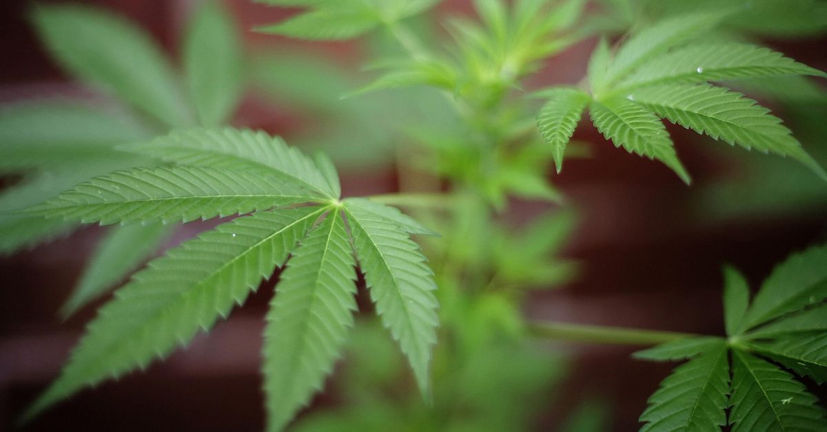 Recommendations For Marijuana Policy In Schools Are Issued By A State Organization!