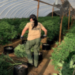 Almost $1 Million Wealth of Marijuana Confiscated From Truck At Texas Border Checkpoint!