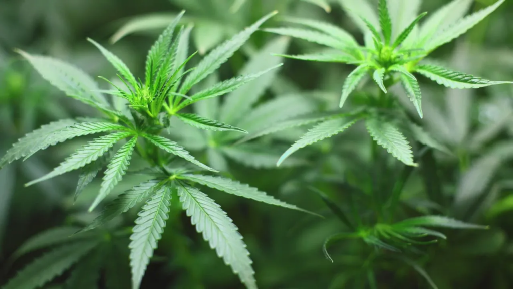 The Kentucky Senate Officially Approved a Legislation To Legalize Medical Marijuana!