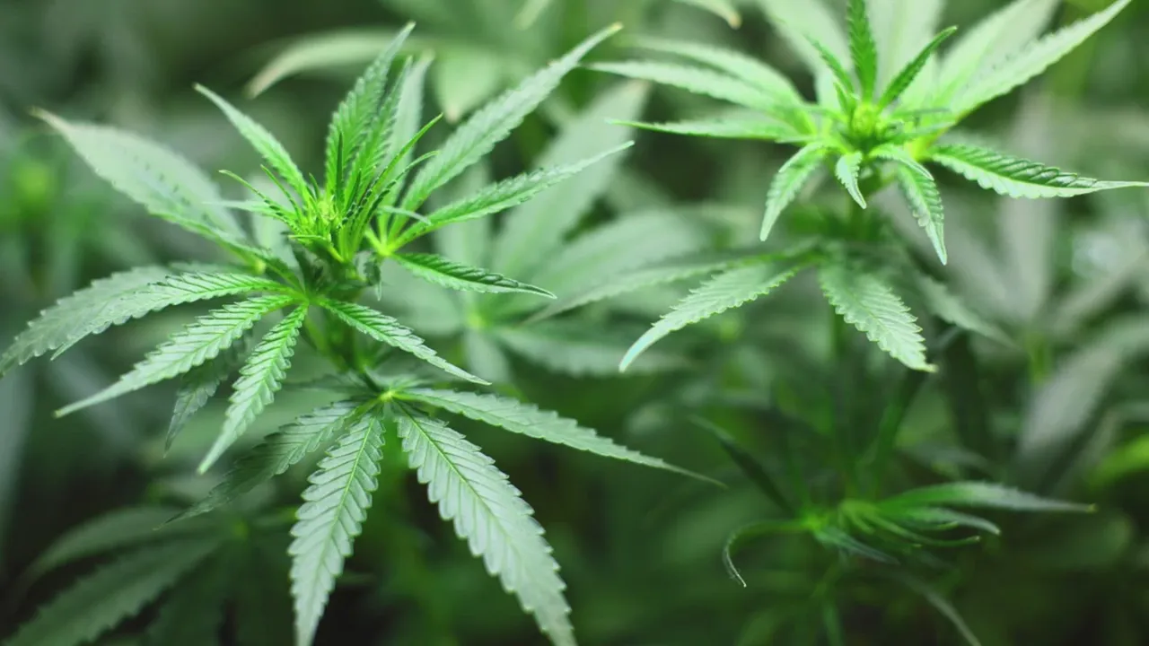 The Kentucky Senate Officially Approved a Legislation To Legalize Medical Marijuana!