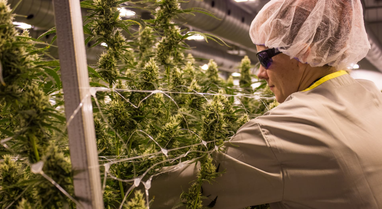 Recommendations For Marijuana Policy In Schools Are Issued By A State Organization!