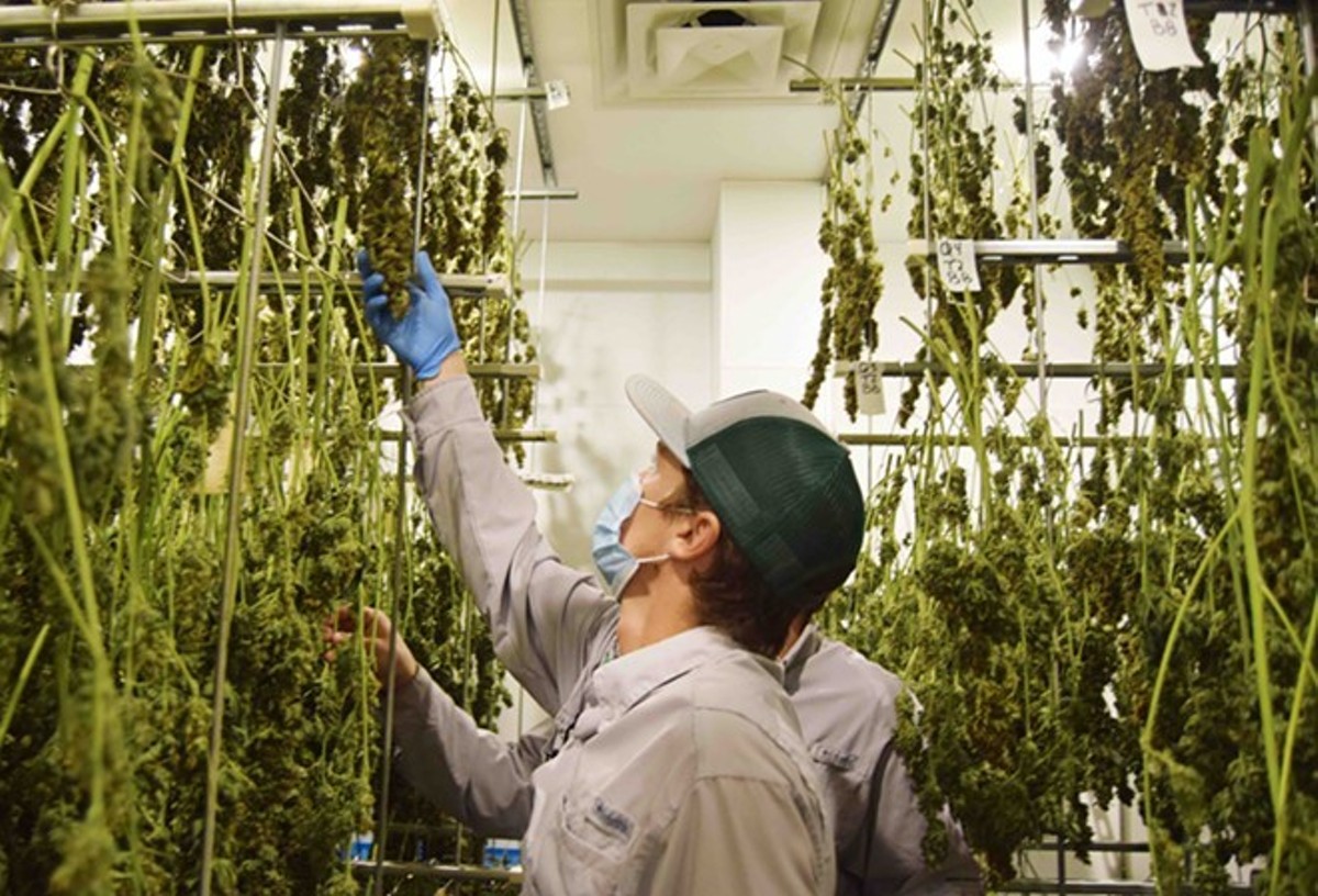 Texas Legislators Approve Medicinal Marijuana As Opioid Replacement While Updating THC Limit!