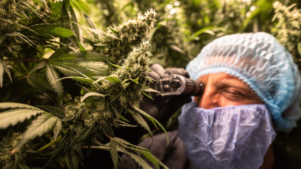 Celadon Pharmaceuticals Becomes First UK Company to Obtain License for Sale of Medical Marijuana