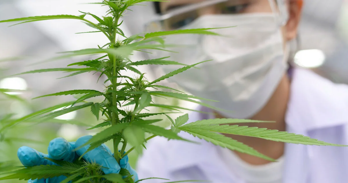 Recommendations For Marijuana Policy In Schools Are Issued By A State Organization!