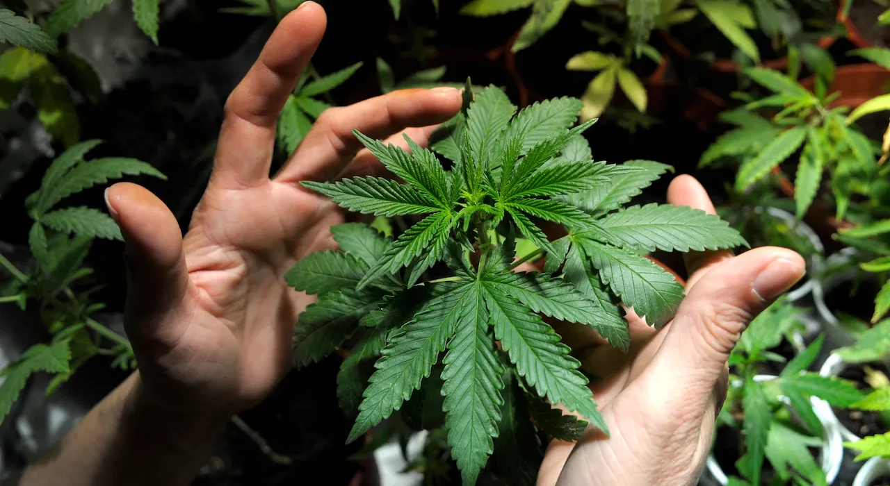 Hawaii Health Department Says Legalizing Psychedelics Is A ‘More Meaningful’ Step Than Creating A Study Group!