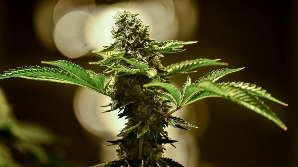 Germany Marijuana Legalization Bill To Be Released ‘Immediately After Easter,’ But Details Remain In Question!