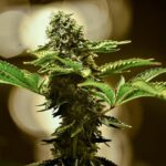 Local Marijuana Tax Ballot Measures Pass All Around Missouri!