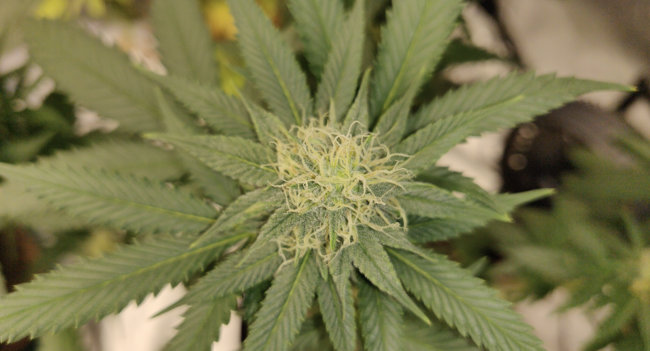The Mayor Of Cleveland Wants To Get Rid Of Thousands Of Marijuana Convictions Once The New State Law Goes Into Effect!