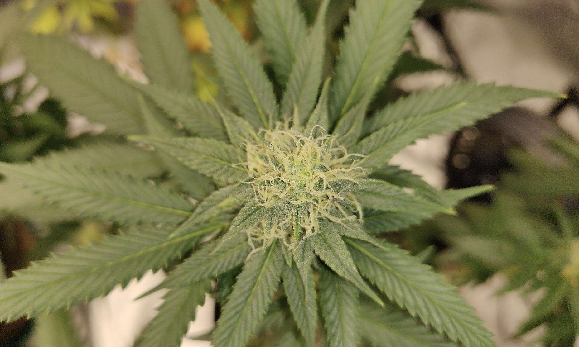 The Mayor Of Cleveland Wants To Get Rid Of Thousands Of Marijuana Convictions Once The New State Law Goes Into Effect!