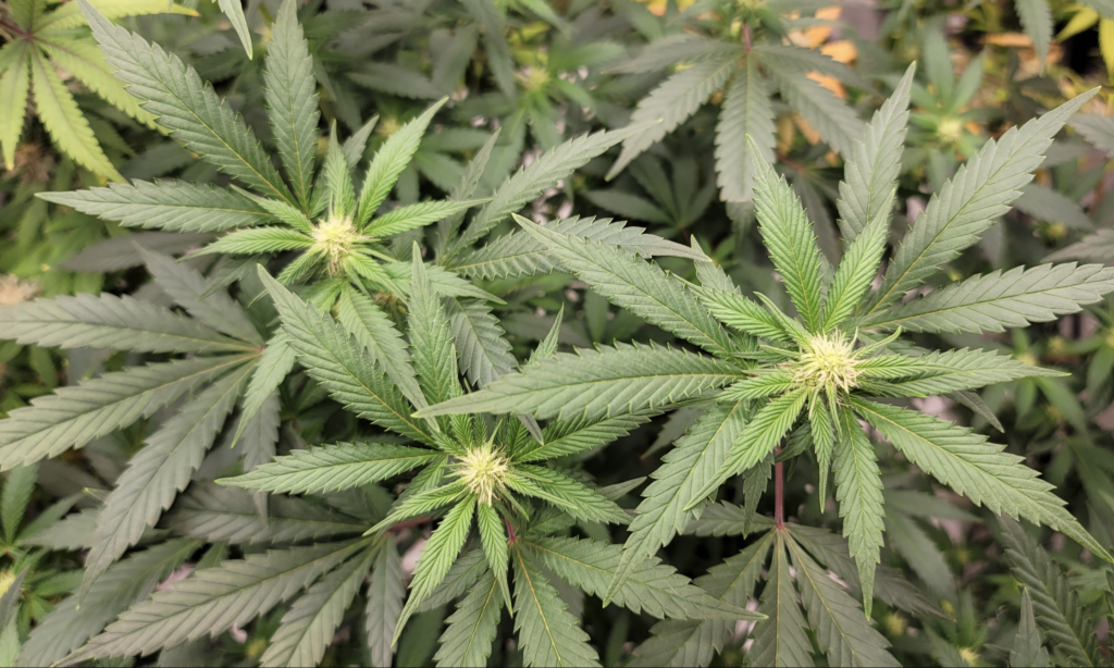 Nevada Assembly Passes Resolution Urging Congress To Federally Legalize Marijuana!