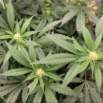 Senate Republicans Vote Against A Bill That Would Let Veterans Research Marijuana In A Routine Vote!