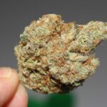 The Mayor Of Cleveland Wants To Get Rid Of Thousands Of Marijuana Convictions Once The New State Law Goes Into Effect!