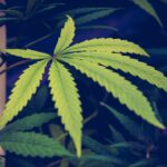 Minnesota Lawmakers Have Put Psychedelics-Related Rules Into A Big Health Bill That Will Be Voted On Soon On The Floor!