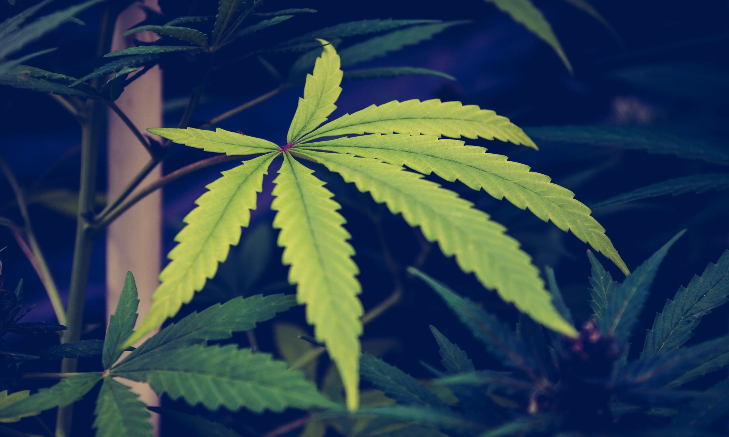 Marijuana Sales Bills From The House and Senate In Maryland Are Brought Together, Setting The Stage For The Final Floor Vote!