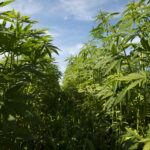 A Top Colorado Senator Has Put Forward A Bill To Regulate Psychedelics, Which Has Gotten Mixed Reactions!