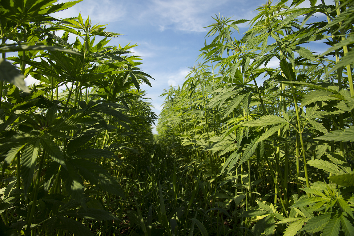 Florida Lawmakers Approve Hemp Regulation Bill After Removing THC Cap That Stakeholders Opposed!