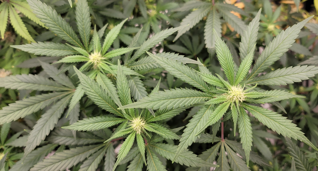 Regulators And Small Businesses Will Lay Out An Alternative Federal Legalization Plan For Marijuana As Equity Group Grows Its Partnerships!